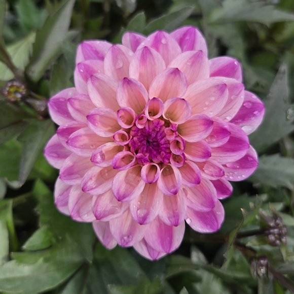 midwestblooms